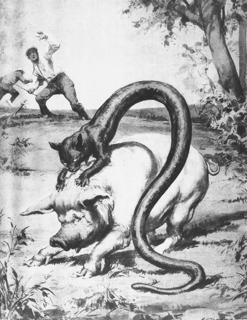 Illustration for article titled A Field Guide to Cryptids From Europe and Africa